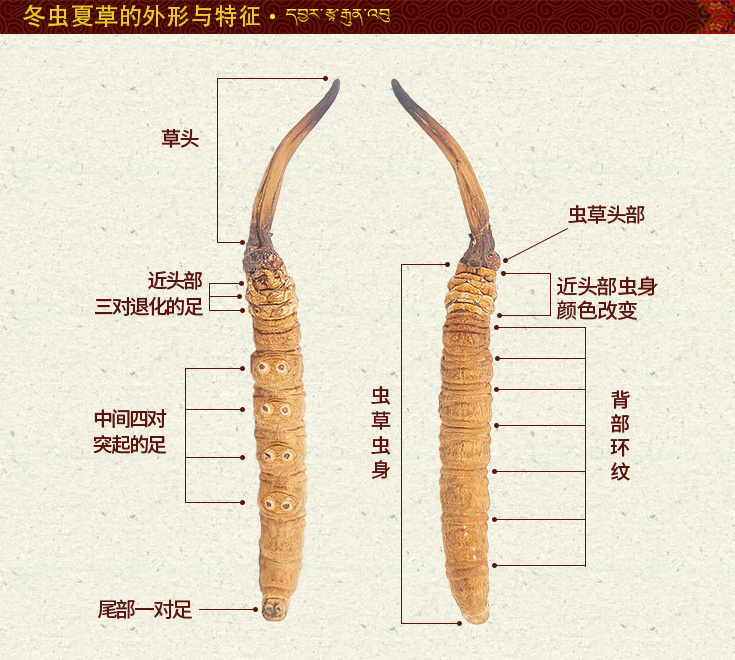 冬蟲(chóng)夏草有哪幾個(gè)組成部分,冬蟲(chóng)夏草各組成部分的稱(chēng)呼和名稱(chēng)
