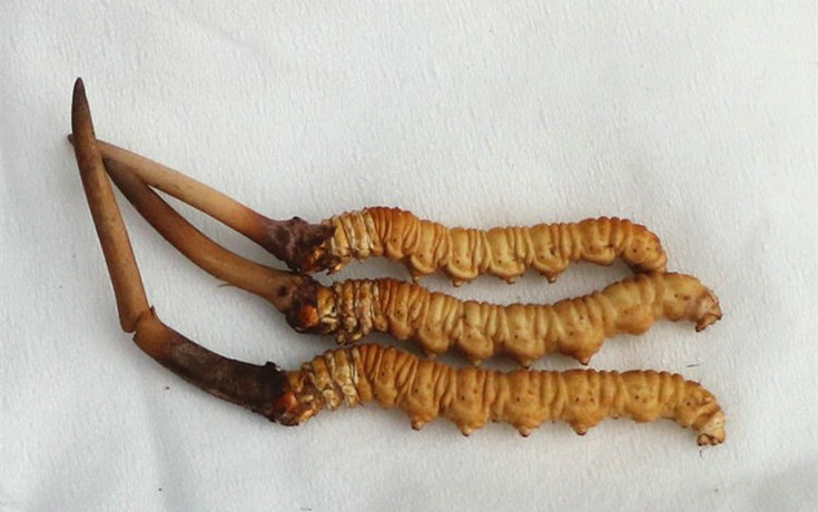 ���r���x�Ĳ݈DƬ,���r�x�ݵĘ���,���r�x��,���x�Ĳ�