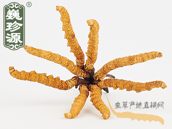 那曲冬蟲夏草2.2條/克 中期草 精選貨