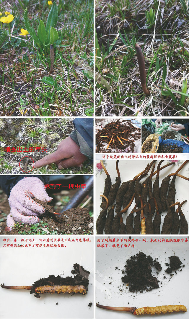 ���r���x(ch��ng)�Ĳ݈DƬ,���r�x(ch��ng)�݈DƬ,���r���x(ch��ng)�Ĳ�ʲô���ӈDƬ,���r���x(ch��ng)�ĲݵĈDƬ