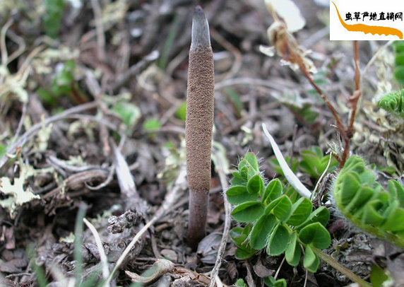 ���x�Ĳ�����ô�γɵ�,���x�Ĳ�����ô���L�ɵ�,���x�Ĳ����L�^�����������L������